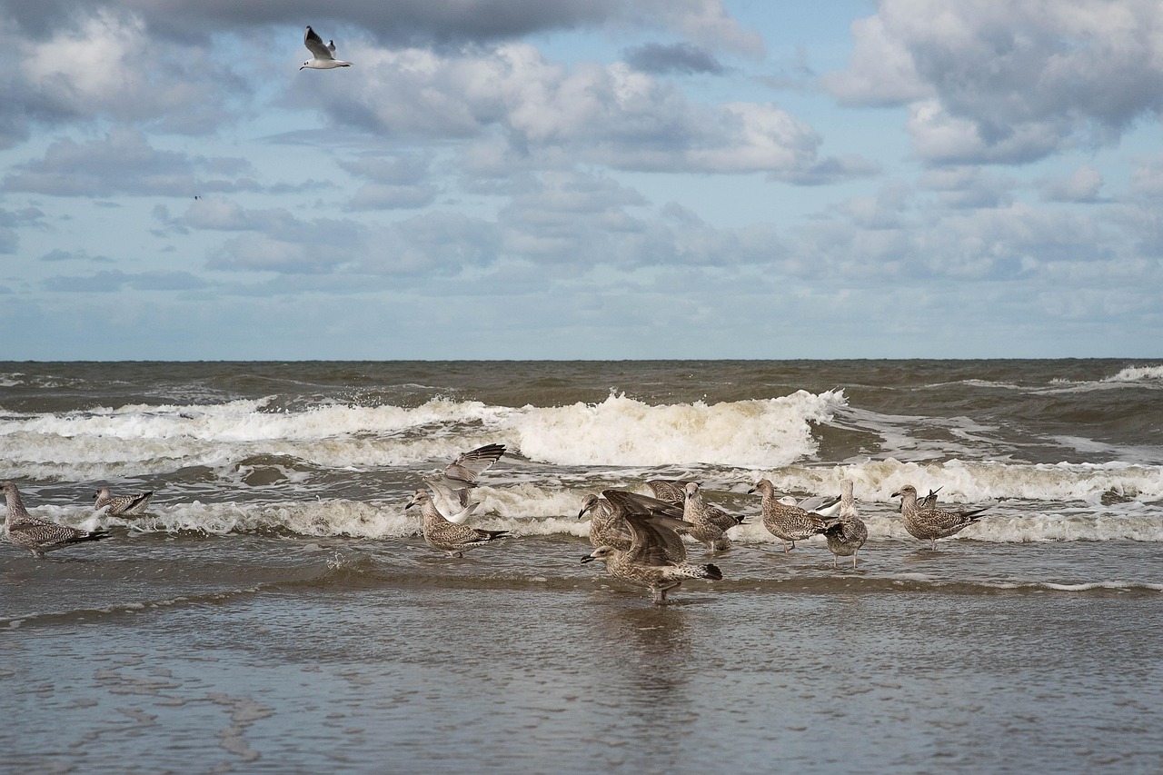 Sea, beach, seabird —