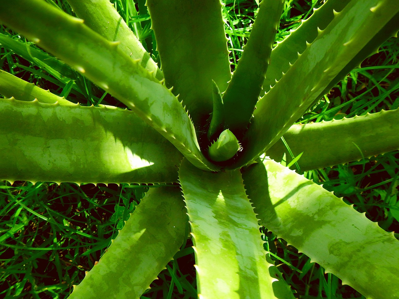 Aloe vera, nature, aloe — Swedish Massage: An Essential Tool for Business Trip Recovery